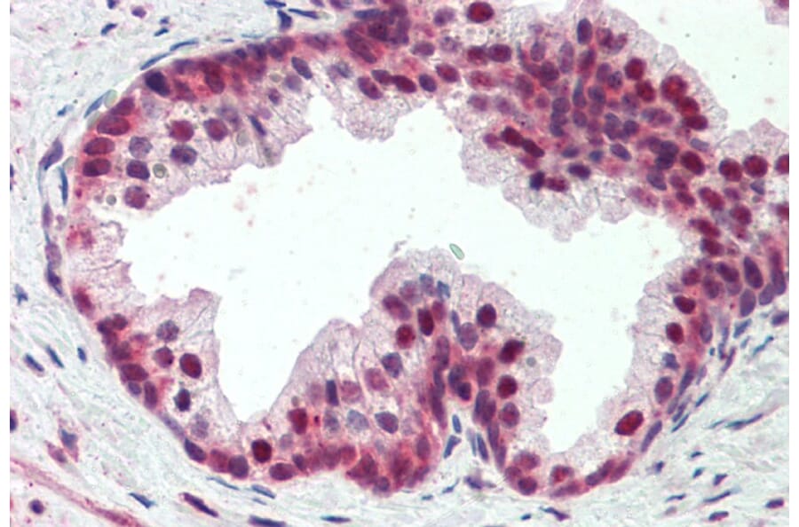 Immunohistochemistry - Anti-PDCD4 Antibody (A83068) - Antibodies.com