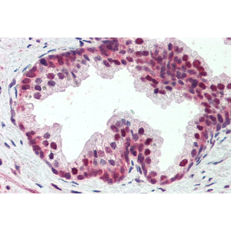 Immunohistochemistry - Anti-PDCD4 Antibody (A83068) - Antibodies.com