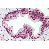 Immunohistochemistry - Anti-PDCD4 Antibody (A83068) - Antibodies.com