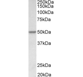 Western Blot - Anti-PDCD4 Antibody (A83068) - Antibodies.com
