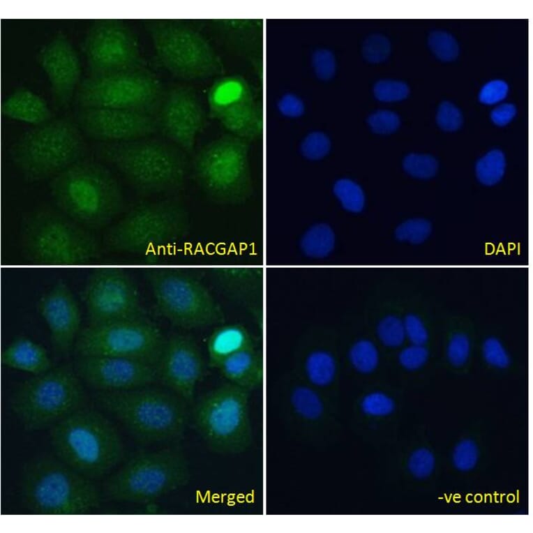 Immunofluorescence - Anti-RACGAP1/MGCRACGAP Antibody (A83070) - Antibodies.com