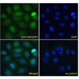 Immunofluorescence - Anti-RACGAP1/MGCRACGAP Antibody (A83070) - Antibodies.com