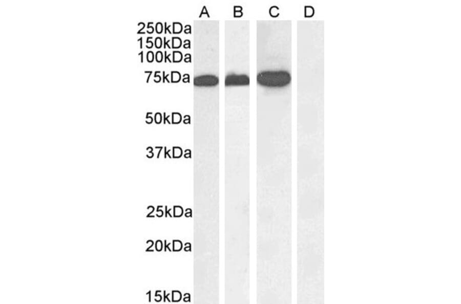 Western Blot - Anti-RACGAP1/MGCRACGAP Antibody (A83070) - Antibodies.com