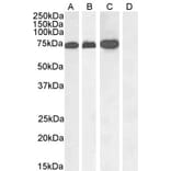 Western Blot - Anti-RACGAP1/MGCRACGAP Antibody (A83070) - Antibodies.com