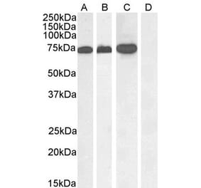 Western Blot - Anti-RACGAP1 Antibody (A83070) - Antibodies.com