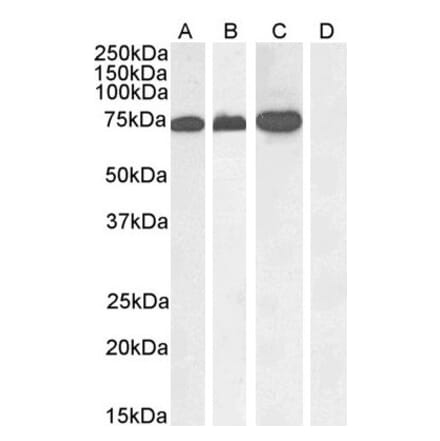 Western Blot - Anti-RACGAP1 Antibody (A83070) - Antibodies.com