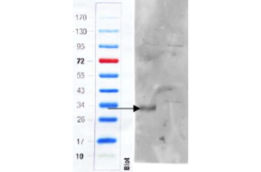 Western Blot - Anti-CD97 Antibody (A83072) - Antibodies.com
