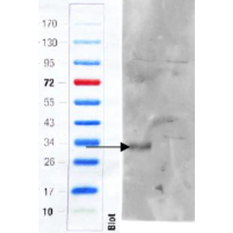 Western Blot - Anti-CD97 Antibody (A83072) - Antibodies.com