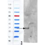 Western Blot - Anti-CD97 Antibody (A83072) - Antibodies.com