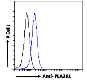 Flow Cytometry - Anti-PLA2R Antibody (A83073) - Antibodies.com