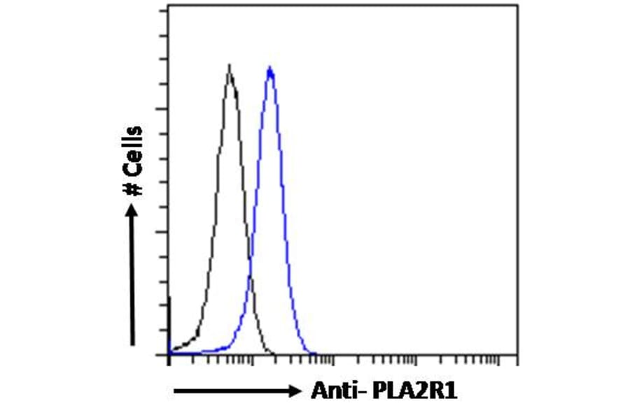 Flow Cytometry - Anti-PLA2R Antibody (A83073) - Antibodies.com