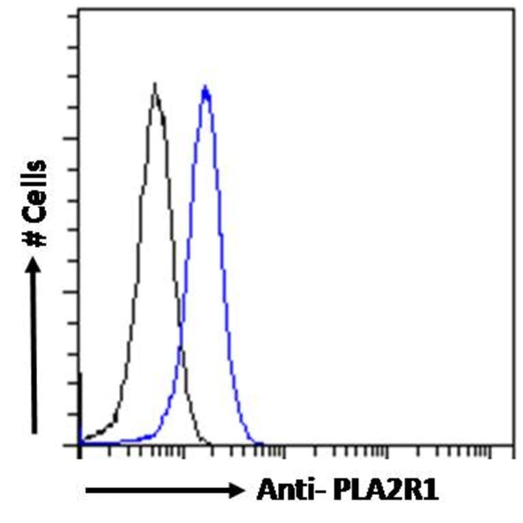 Flow Cytometry - Anti-PLA2R Antibody (A83073) - Antibodies.com