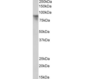 Western Blot - Anti-Periostin Antibody (A83078) - Antibodies.com