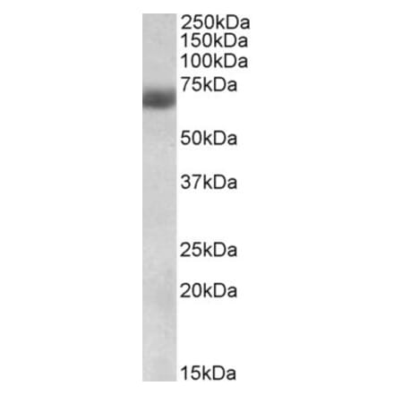 Western Blot - Anti-Nrf2 Antibody (A83079) - Antibodies.com