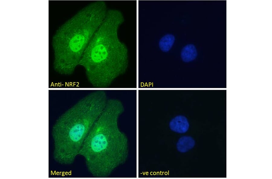 Immunofluorescence - Anti-Nrf2 Antibody (A83079) - Antibodies.com