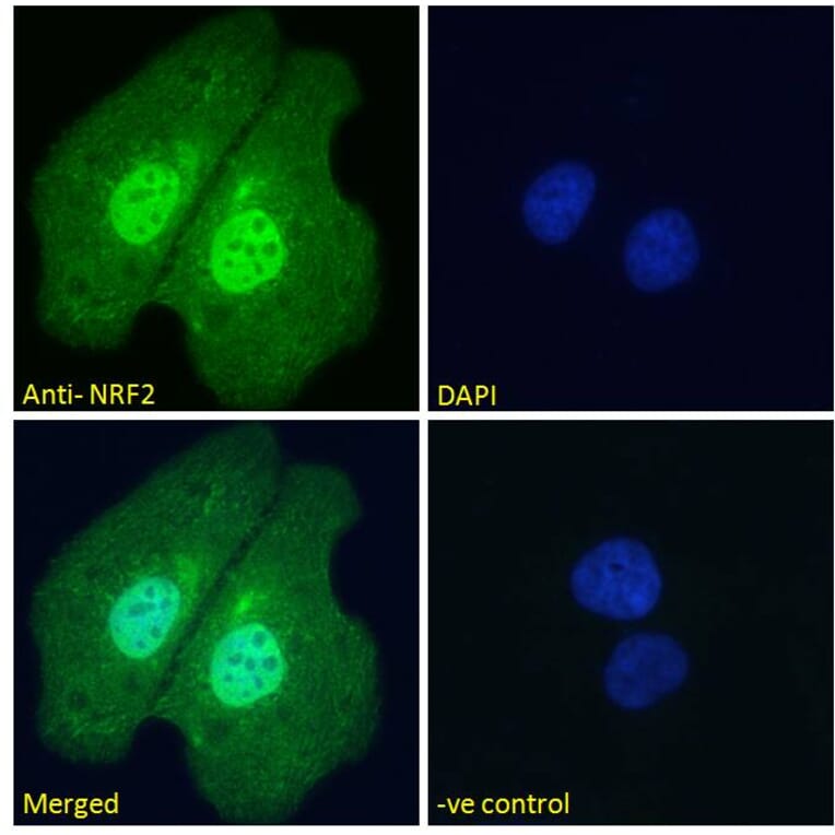 Immunofluorescence - Anti-Nrf2 Antibody (A83079) - Antibodies.com