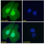Immunofluorescence - Anti-Nrf2 Antibody (A83079) - Antibodies.com