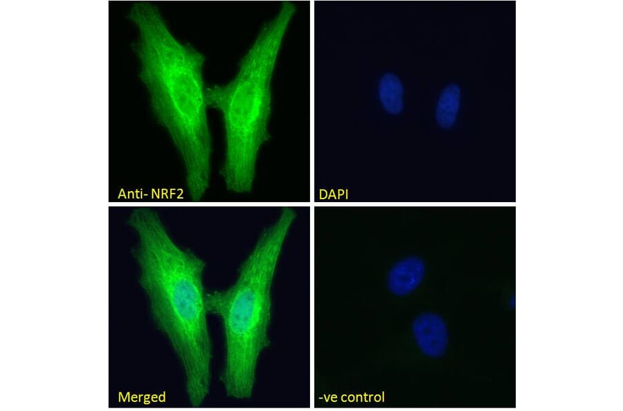 Immunofluorescence - Anti-Nrf2 Antibody (A83079) - Antibodies.com
