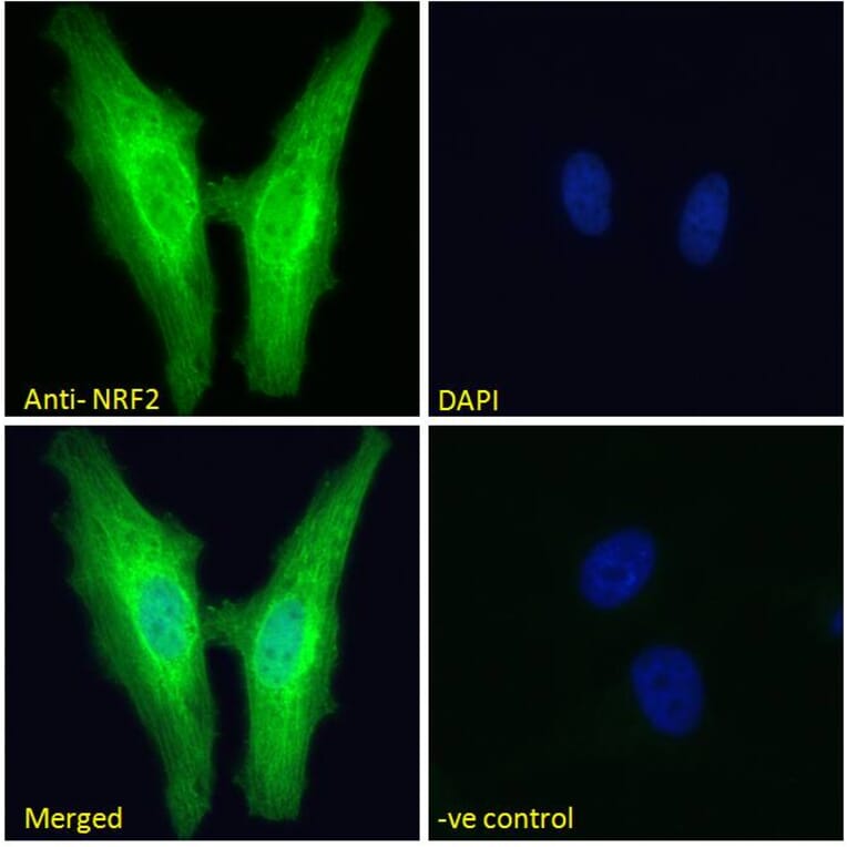 Immunofluorescence - Anti-Nrf2 Antibody (A83079) - Antibodies.com
