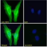 Immunofluorescence - Anti-Nrf2 Antibody (A83079) - Antibodies.com