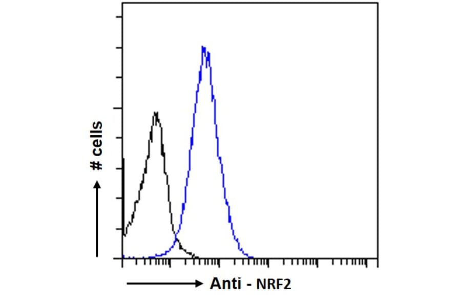 Flow Cytometry - Anti-Nrf2 Antibody (A83079) - Antibodies.com
