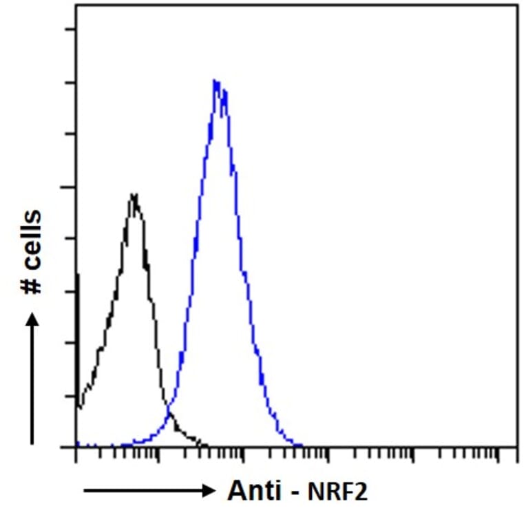 Flow Cytometry - Anti-Nrf2 Antibody (A83079) - Antibodies.com