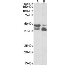 Western Blot - Anti-PLIN3 Antibody (A83081) - Antibodies.com