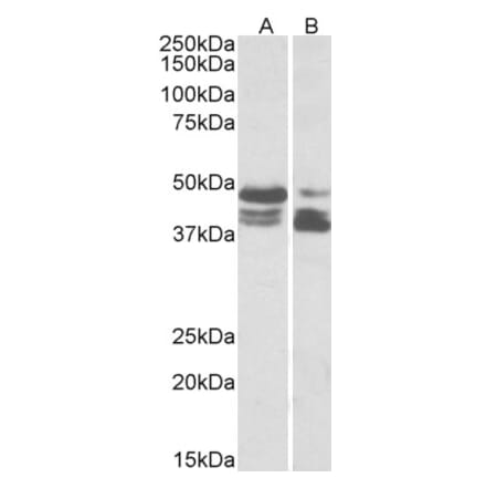 Western Blot - Anti-PLIN3 Antibody (A83081) - Antibodies.com