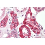 Immunohistochemistry - Anti-SLC6A8 Antibody (A83083) - Antibodies.com