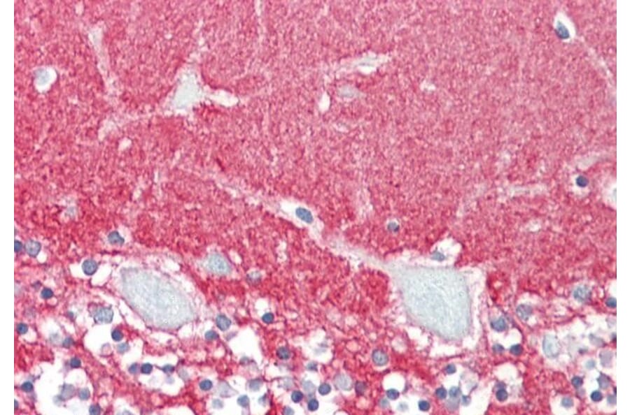 Immunohistochemistry - Anti-GPM6A Antibody (A83084) - Antibodies.com