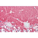 Immunohistochemistry - Anti-GPM6A Antibody (A83084) - Antibodies.com