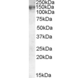 Western Blot - Anti-ABCC1 Antibody (A83086) - Antibodies.com