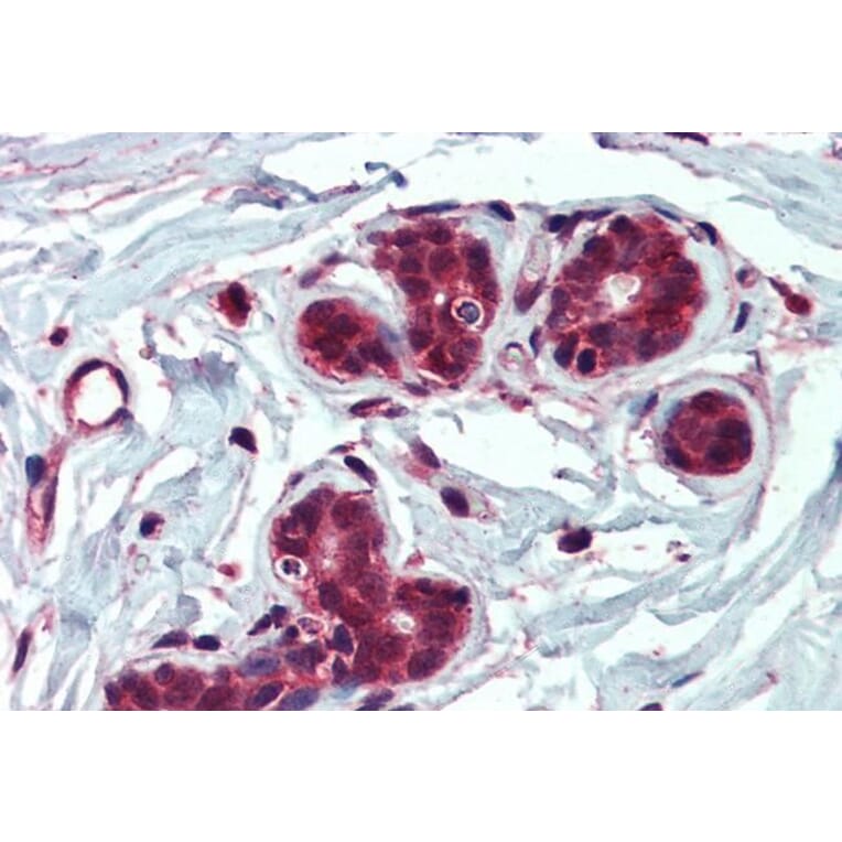 Immunohistochemistry - Anti-Insulin Degrading Enzyme/IDE Antibody (A83088) - Antibodies.com