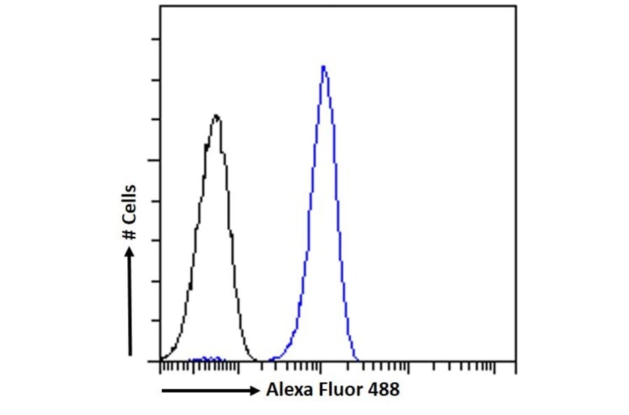 Flow Cytometry - Anti-SEPT4 Antibody (A83090) - Antibodies.com