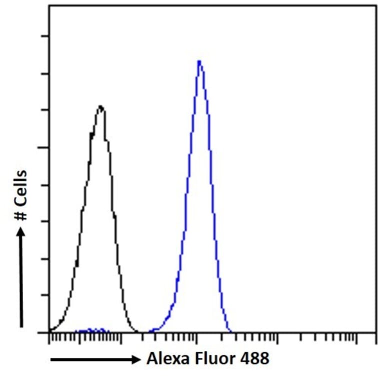 Flow Cytometry - Anti-SEPT4 Antibody (A83090) - Antibodies.com