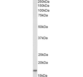 Western Blot - Anti-CD83 Antibody (A83092) - Antibodies.com