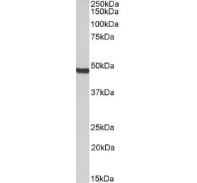 Western Blot - Anti-ORC4L Antibody (A83100) - Antibodies.com