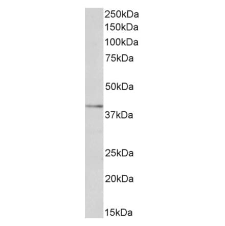 Western Blot - Anti-LOX 1 Antibody (A83101) - Antibodies.com