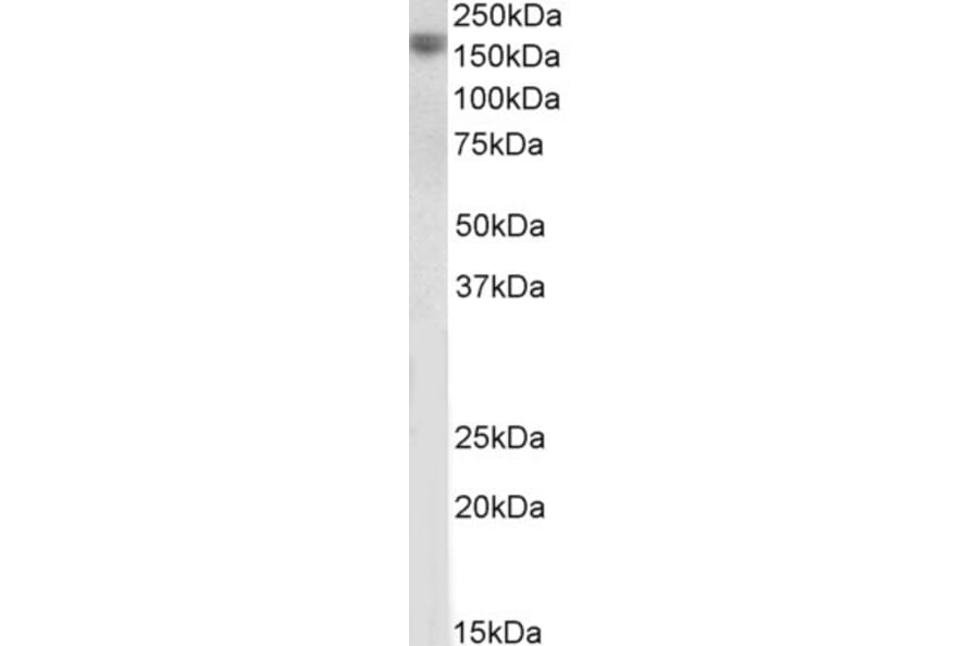 Western Blot - Anti-EGF Antibody (A83104) - Antibodies.com