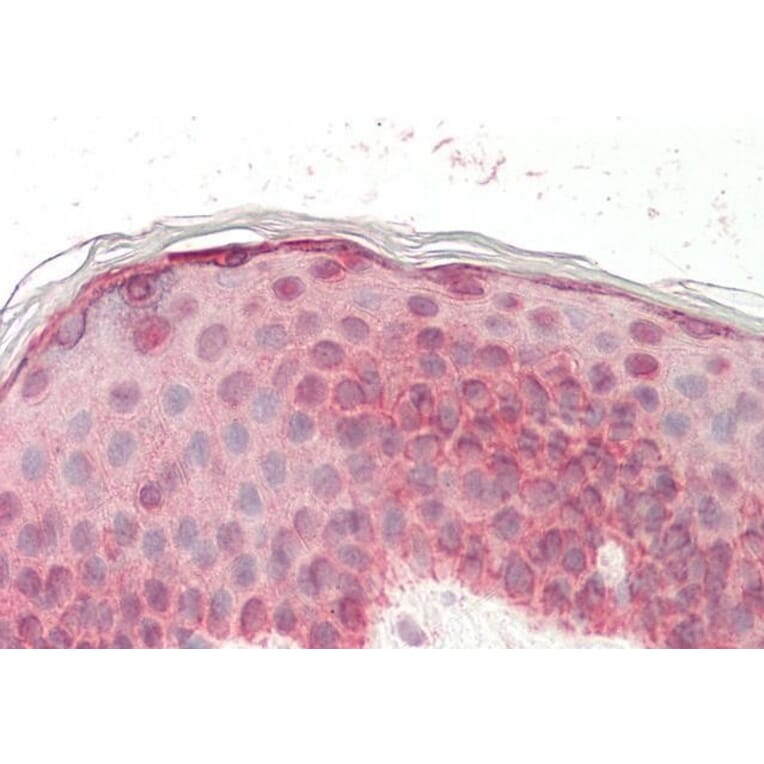 Immunohistochemistry - Anti-EGF Antibody (A83104) - Antibodies.com