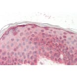 Immunohistochemistry - Anti-EGF Antibody (A83104) - Antibodies.com