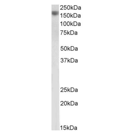 Western Blot - Anti-EGF Antibody (A83104) - Antibodies.com