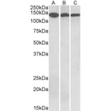 Western Blot - Anti-Contactin 1 Antibody (A83105) - Antibodies.com
