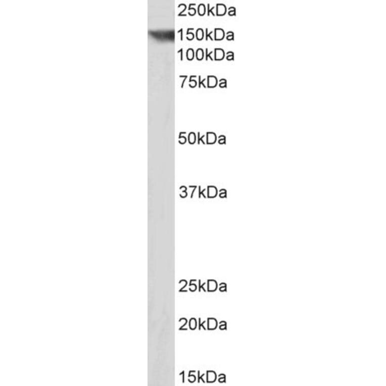 Western Blot - Anti-Contactin 1 Antibody (A83105) - Antibodies.com