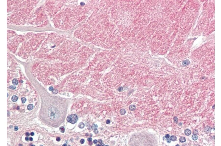 Immunohistochemistry - Anti-Contactin 1 Antibody (A83105) - Antibodies.com