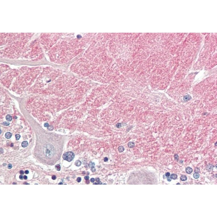 Immunohistochemistry - Anti-Contactin 1 Antibody (A83105) - Antibodies.com