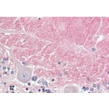 Immunohistochemistry - Anti-Contactin 1 Antibody (A83105) - Antibodies.com