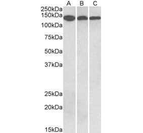 Western Blot - Anti-CNTN1 Antibody (A83105) - Antibodies.com
