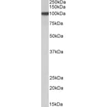 Western Blot - Anti-HIF1 beta Antibody (A83106) - Antibodies.com
