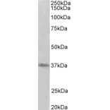 Western Blot - Anti-PRMT2/HMT1 Antibody (A83107) - Antibodies.com